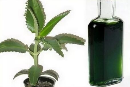 Tintura de Kalanchoe